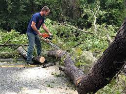 Reliable Spring Hill, FL  Tree Services Solutions