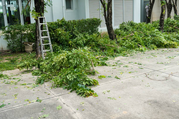 How Our Tree Care Process Works  in  Spring Hill, FL