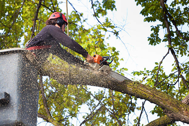 Best Tree Mulching Services  in Spring Hill, FL